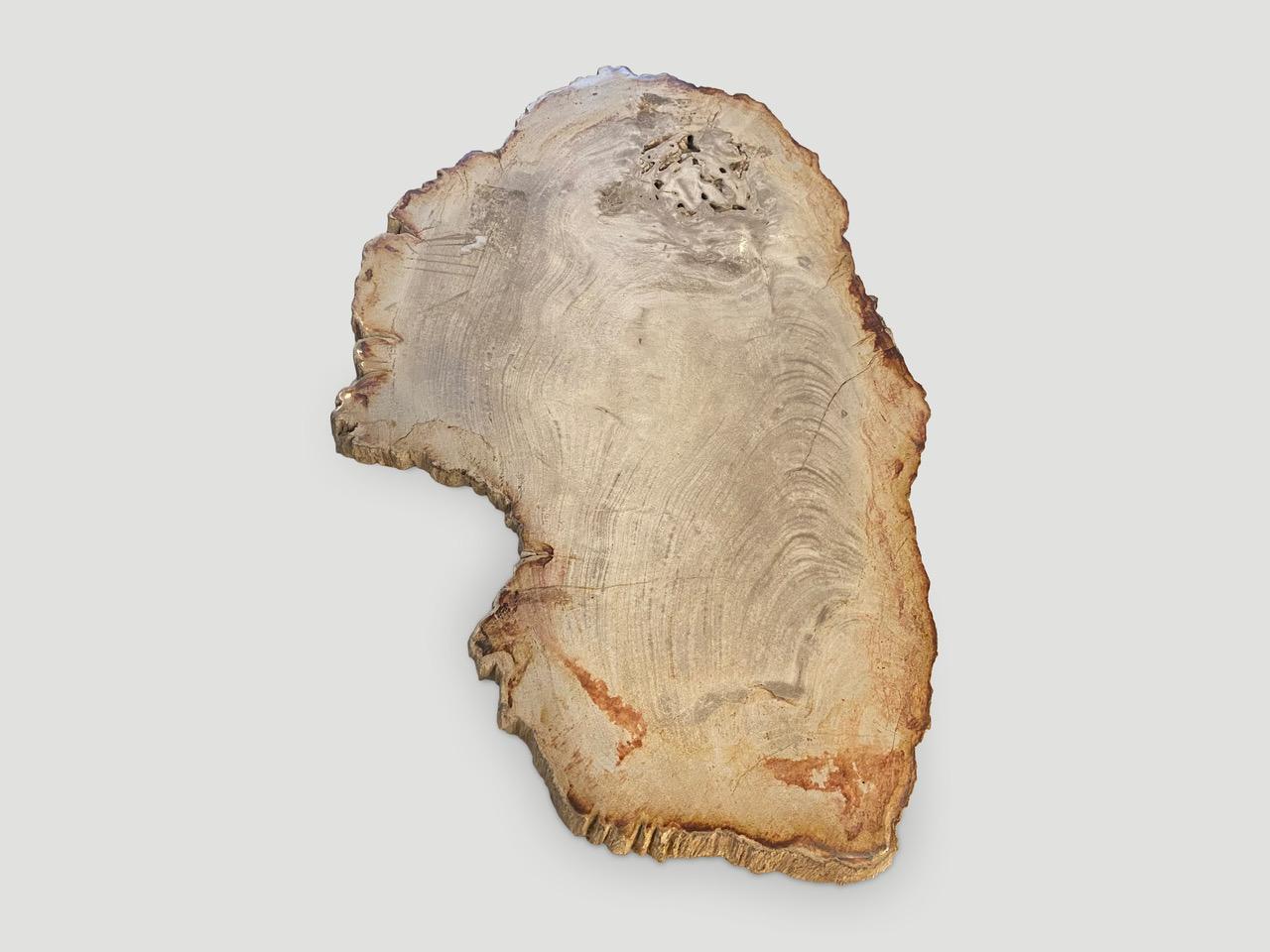 Andrianna Shamaris Petrified Wood Slab  In Excellent Condition In New York, NY
