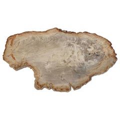 Andrianna Shamaris Petrified Wood Slab