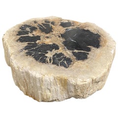 Andrianna Shamaris Petrified Wood Thick Slab