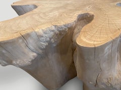 Andrianna Shamaris Rare Bleached Teak Wood Root Coffee Table
