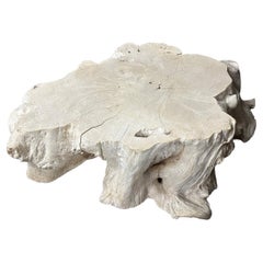 Andrianna Shamaris Rare Bleached Teak Wood Root Coffee Table
