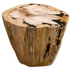 Andrianna Shamaris Rare High Quality Petrified Wood Side Table