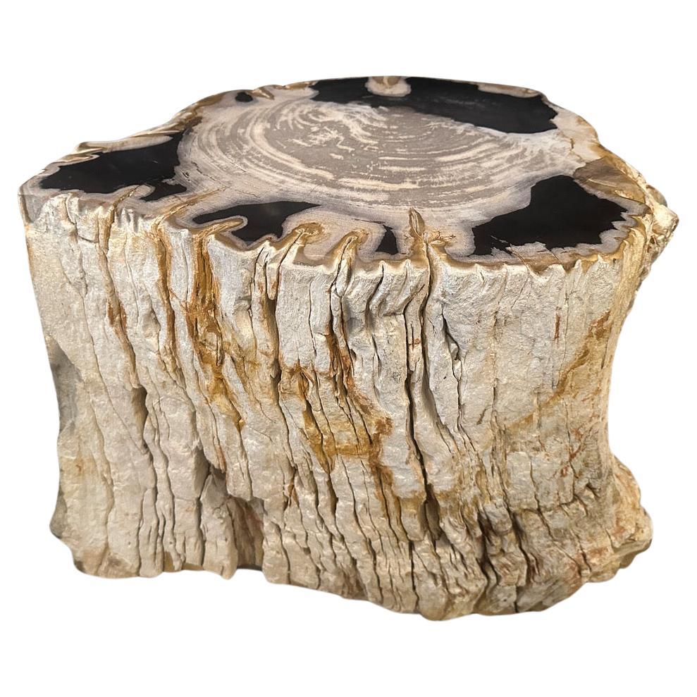 Andrianna Shamaris Rare table d'appoint en bois pétrifié de haute qualité