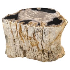 Andrianna Shamaris Rare High Quality Petrified Wood Side Table