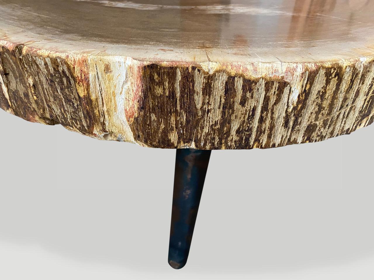Andrianna Shamaris Rare High Quality Petrified Wood Slab Coffee Table 4