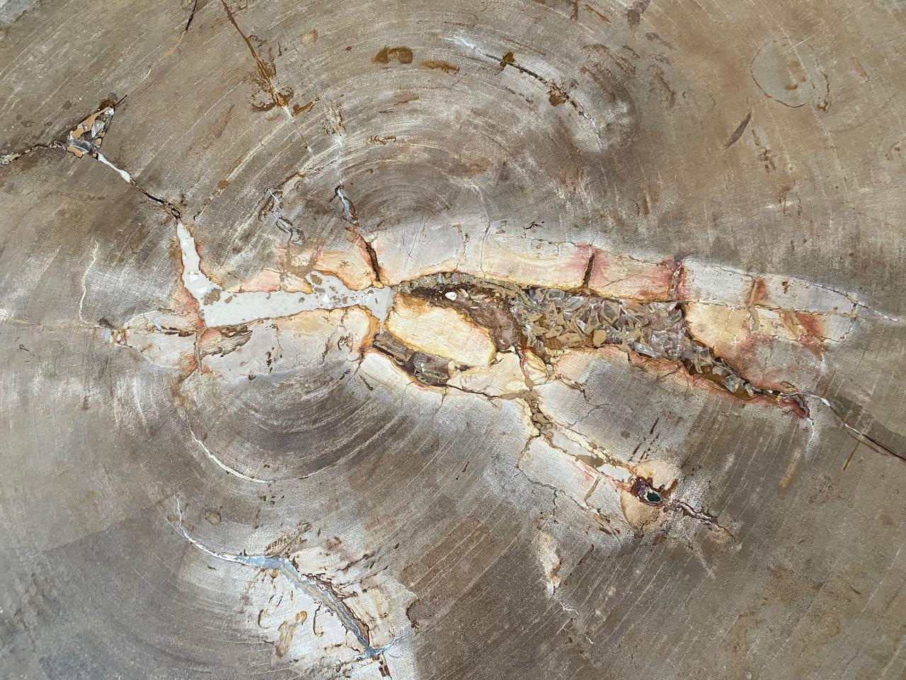 Andrianna Shamaris Rare High Quality Petrified Wood Slab Coffee Table 6