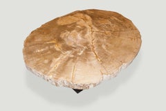 Andrianna Shamaris Rare High Quality Petrified Wood Slab Coffee Table