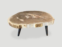 Andrianna Shamaris Rare High Quality Petrified Wood Slab Coffee Table
