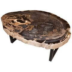 Andrianna Shamaris Rare High Quality Petrified Wood Slab Coffee Table