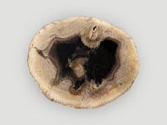 Andrianna Shamaris Rare Palm Petrified Wood Slab