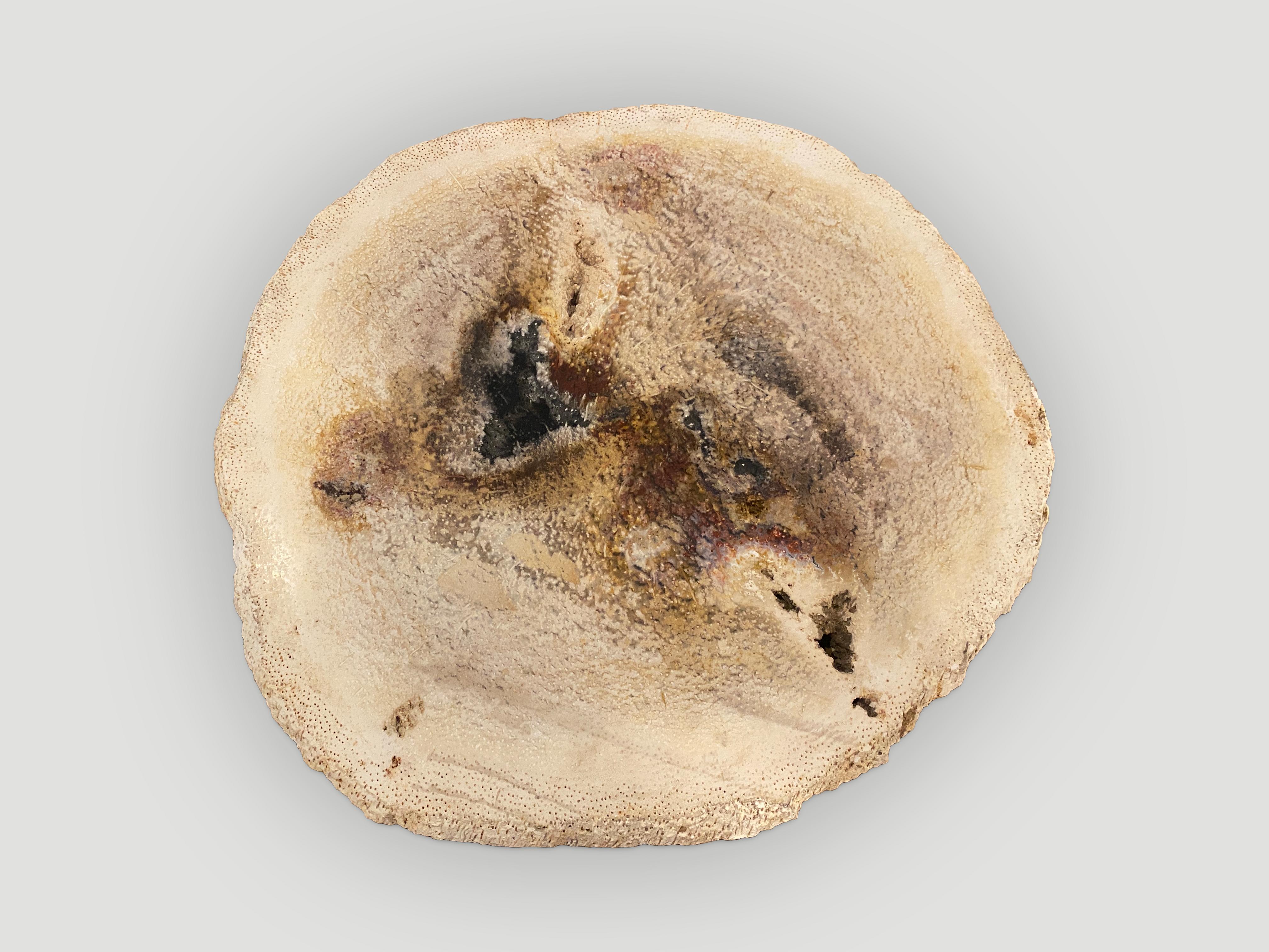Andrianna Shamaris Losa de Madera Petrificada de Palma Rara Moderno orgánico en venta
