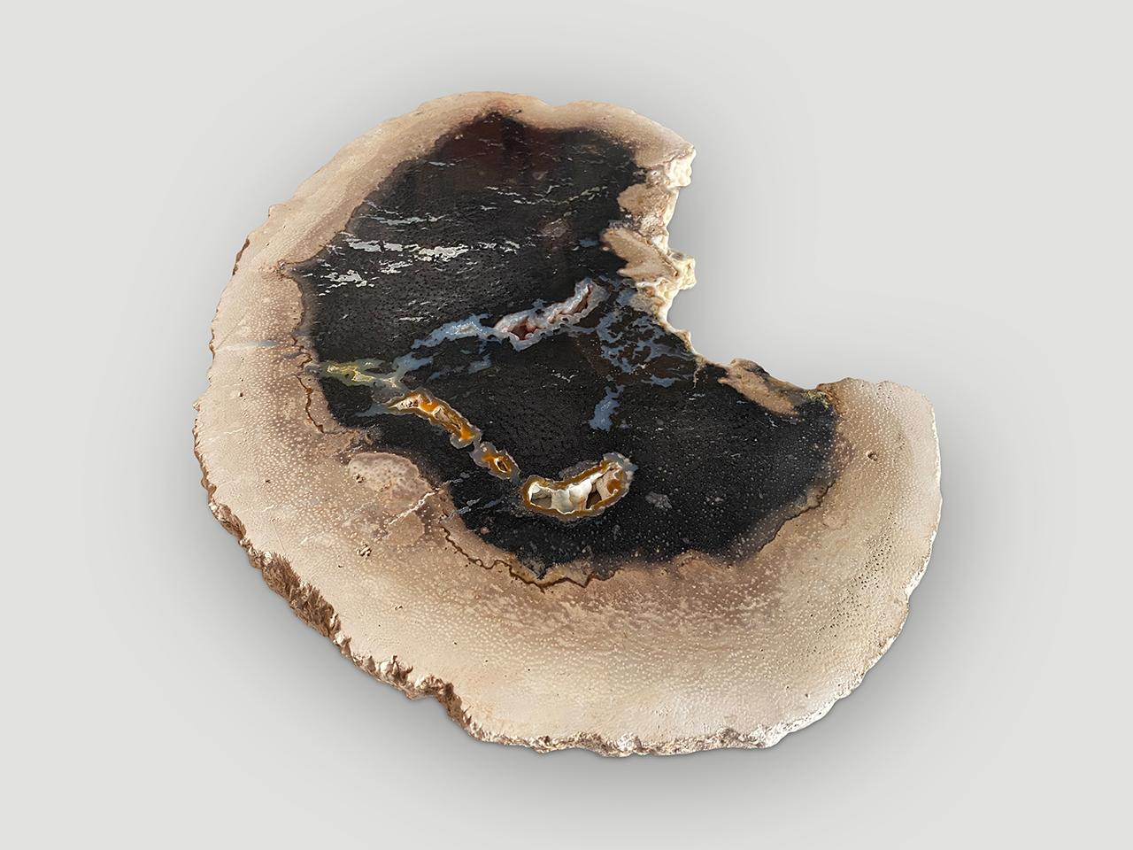 Contemporary Andrianna Shamaris Rare Palm Petrified Wood Slab For Sale