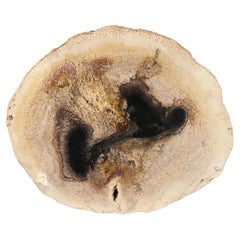 Andrianna Shamaris Rare Palm Petrified Wood Slab