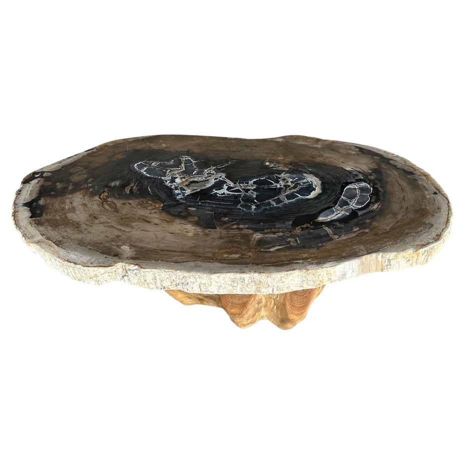 Andrianna Shamaris Rare Petrified Wood Slab Coffee Table