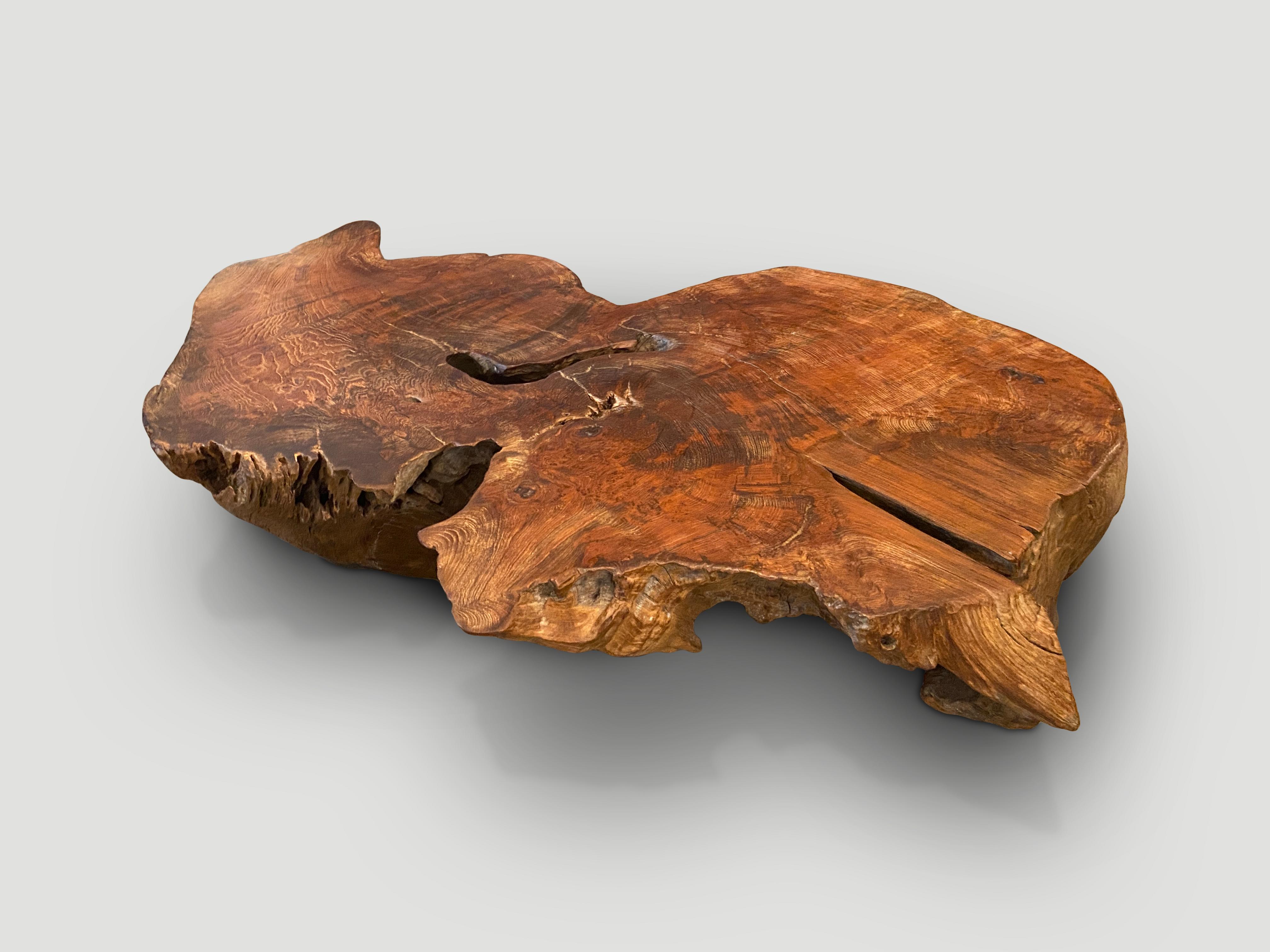 Impressive reclaimed teak root low profile coffee. Hand carved into this usable shape whilst respecting the natural organic wood. Polished with a natural oil revealing the beautiful wood grain. Both sculptural and usable. 

This coffee table was