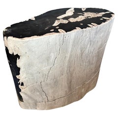 Andrianna Shamaris Striking Ancient Petrified Wood Side Table