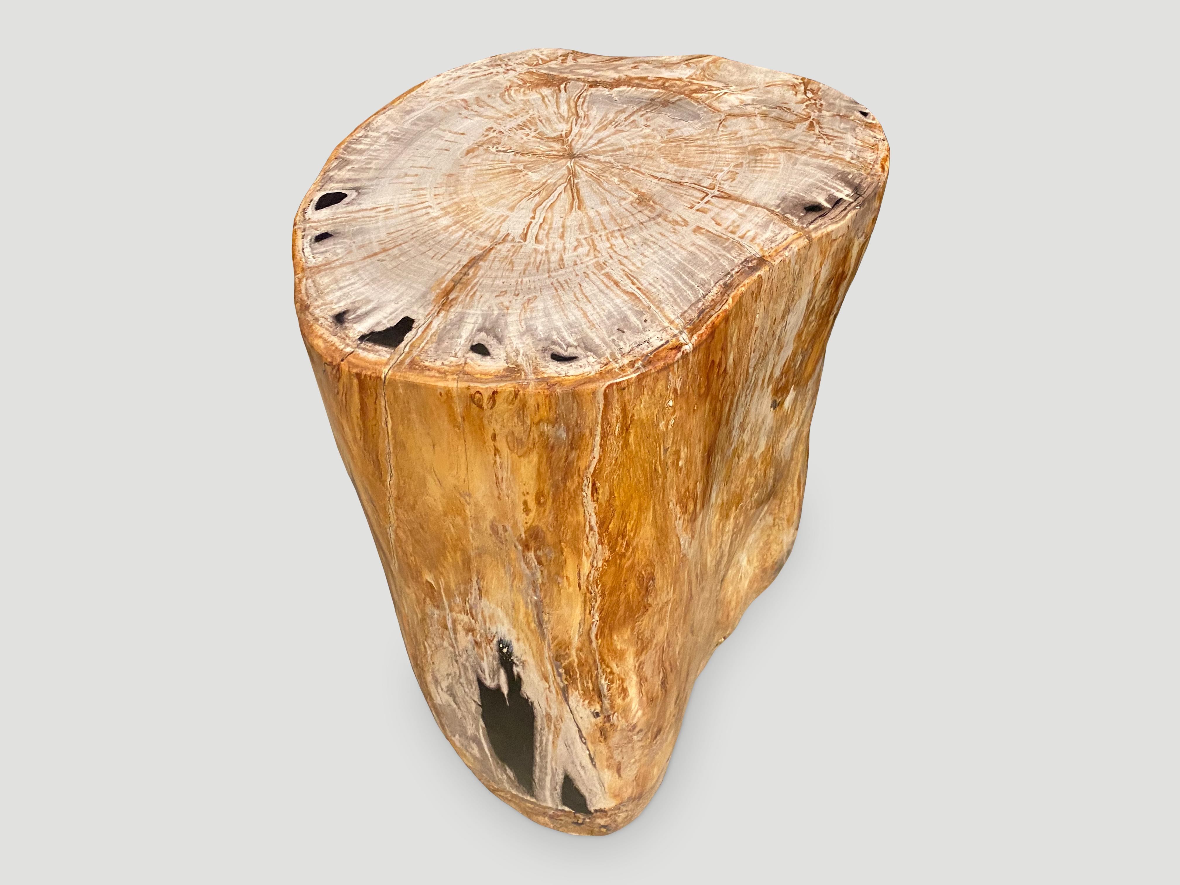 Bois Andrianna Shamaris superbe table d'appoint en bois pétrifié de haute qualité et lisse en vente