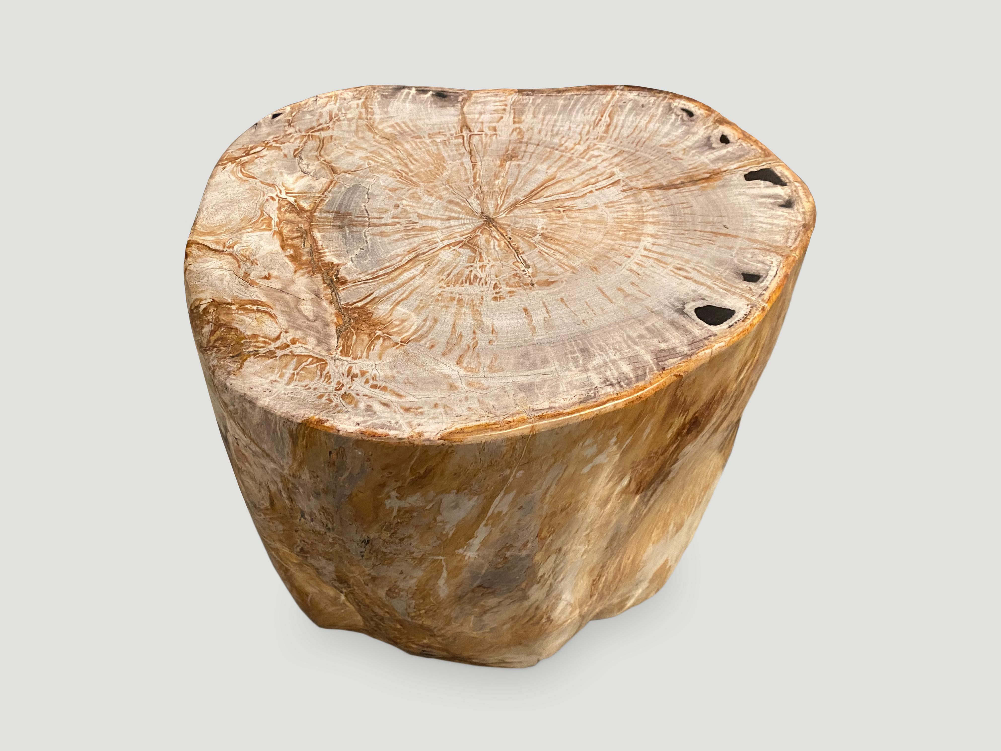 Andrianna Shamaris superbe table d'appoint en bois pétrifié de haute qualité et lisse en vente 1
