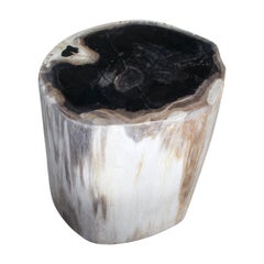 Antique Andrianna Shamaris Super Smooth High Quality Petrified Wood Side Table