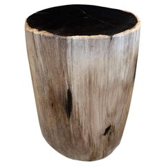 Andrianna Shamaris Super Smooth High Quality Petrified Wood Side Table 