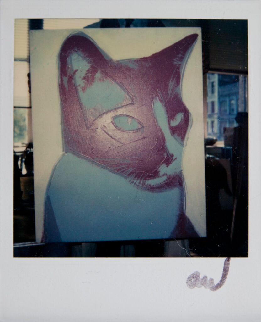 polaroid cat