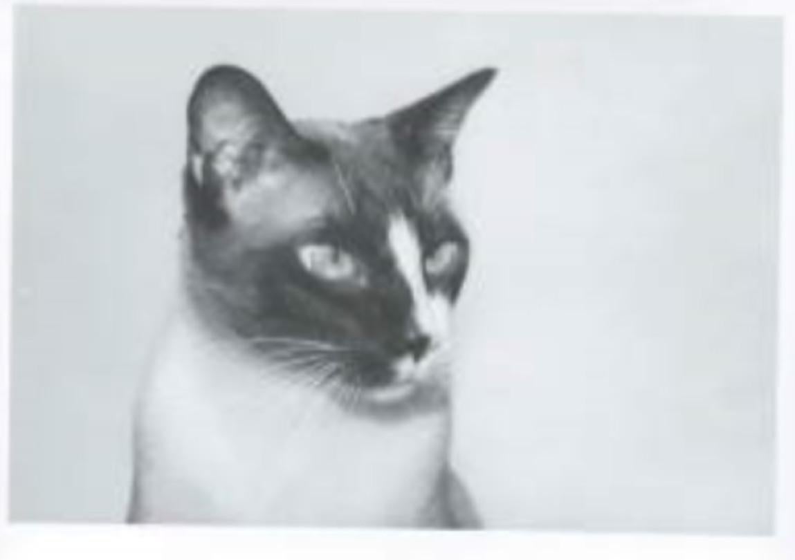 Andy Warhol Black and White Photograph - Cat