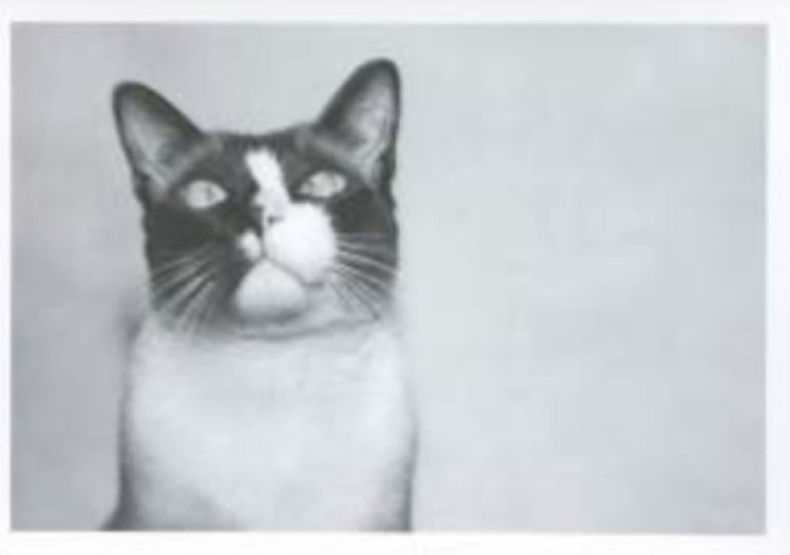 Andy Warhol Black and White Photograph - Cat