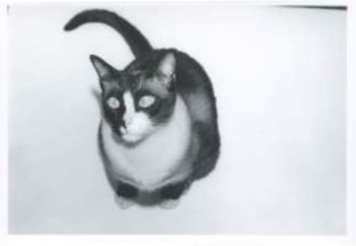 Andy Warhol Black and White Photograph - Cat