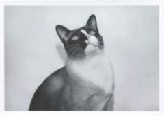 Gato