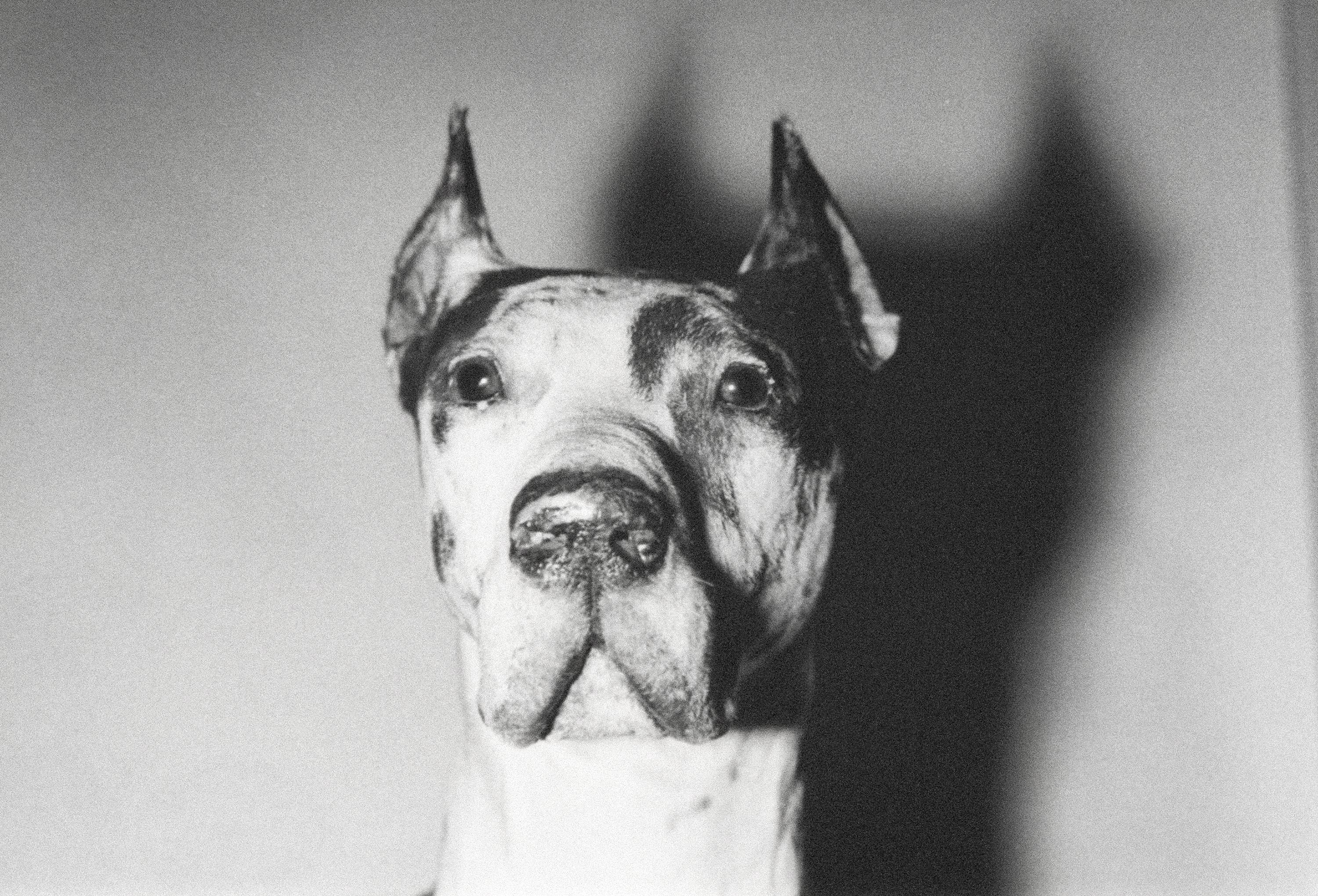 Hundehunde – Photograph von Andy Warhol