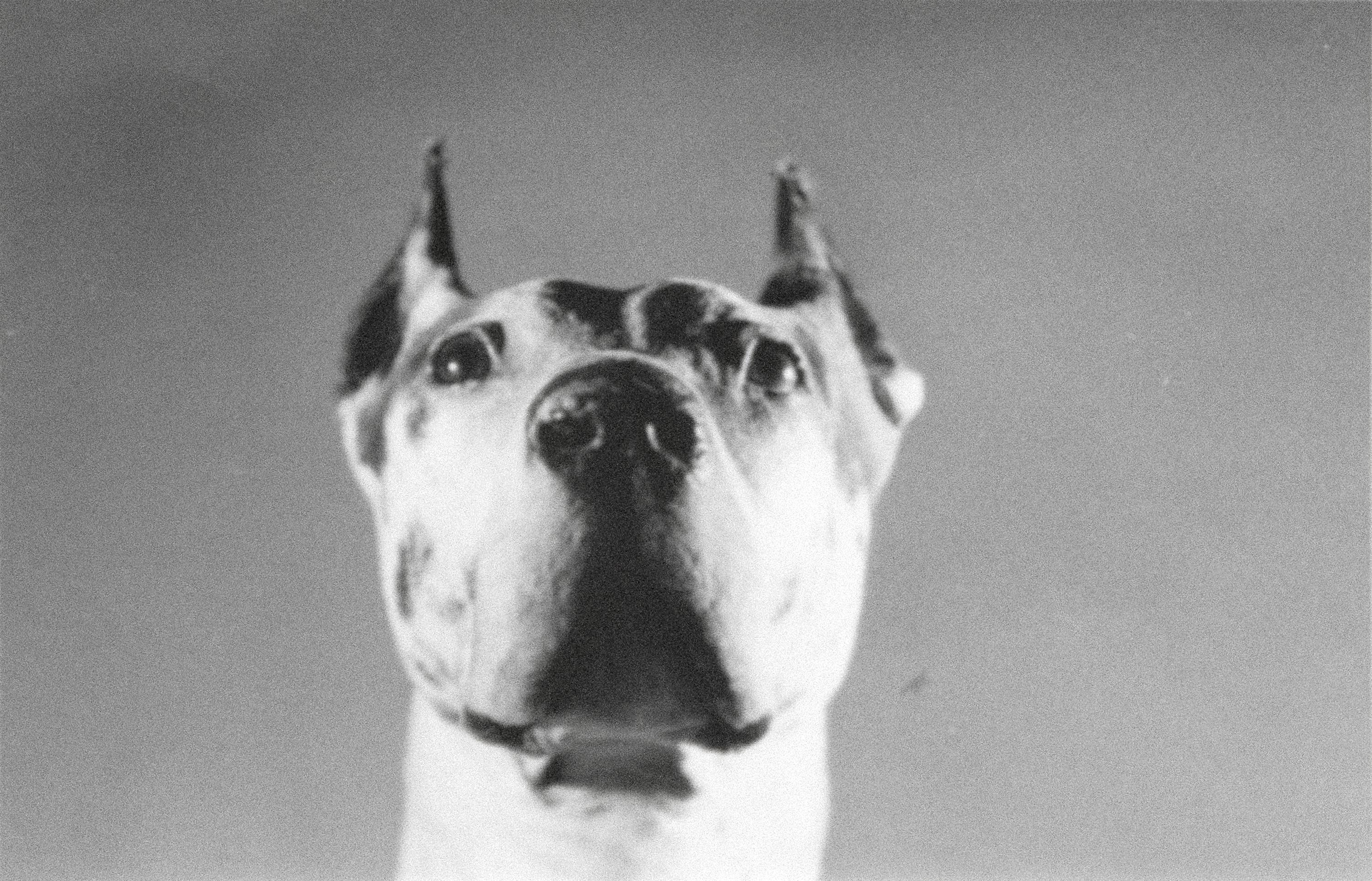 Hundehunde (Pop-Art), Photograph, von Andy Warhol