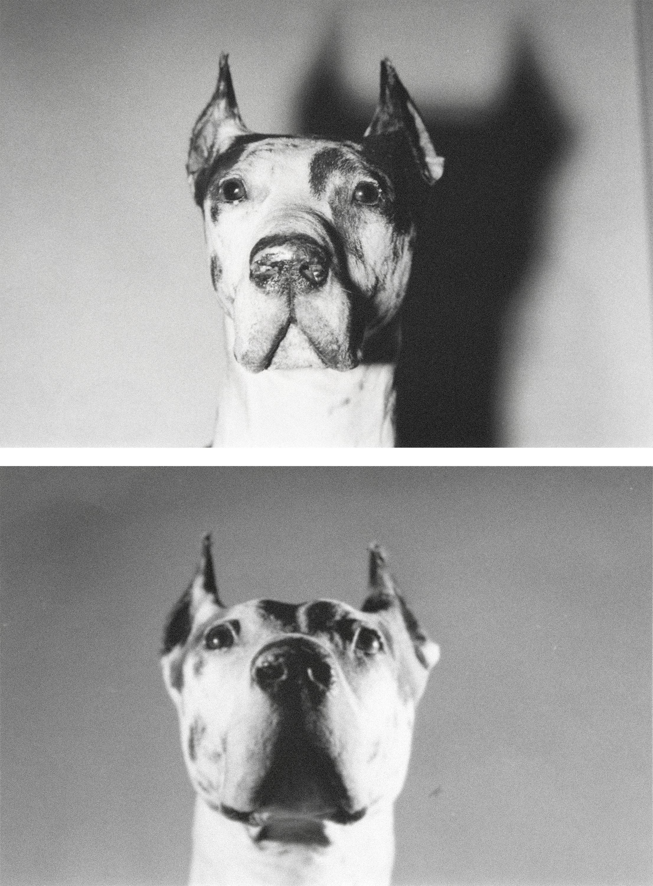 Andy Warhol Portrait Photograph – Hundehunde