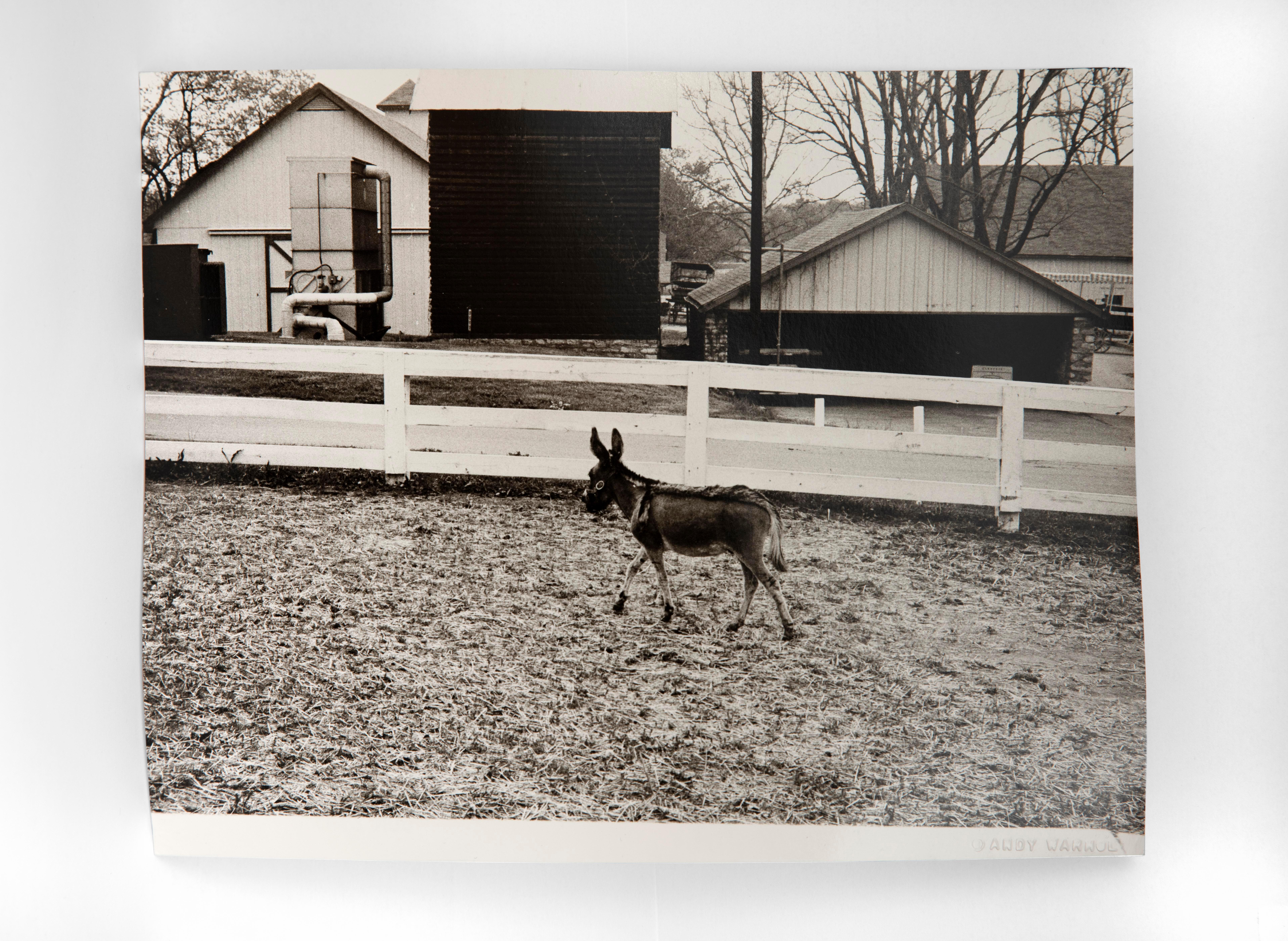 Andy Warhol Black and White Photograph - Donkey