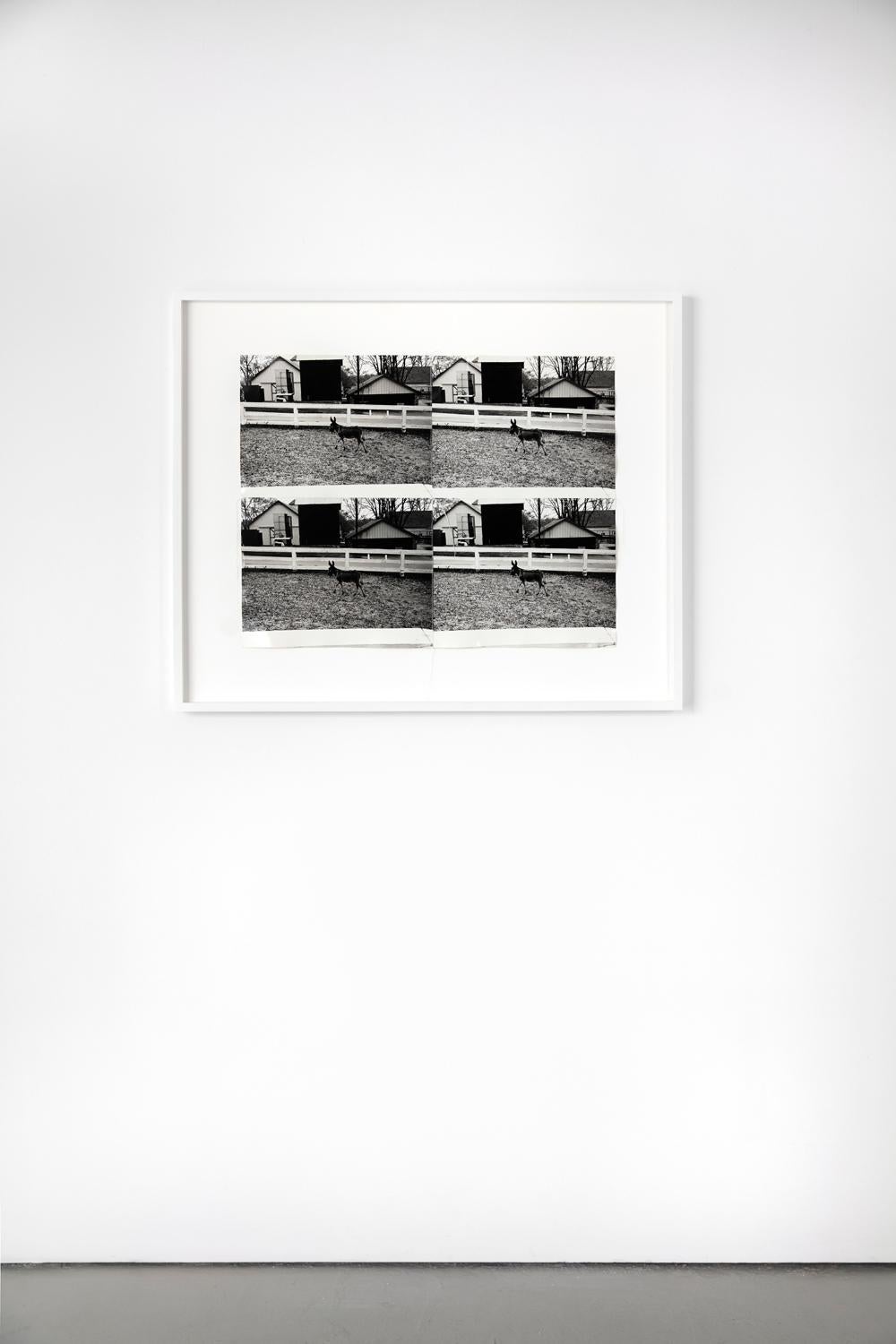 Quatre tirages gélatino-argentiques cousus de Donkey in Paddock par Andy Warhol en vente 1