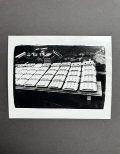 Eggs (Cape Cod, Mashpee Flea Market)