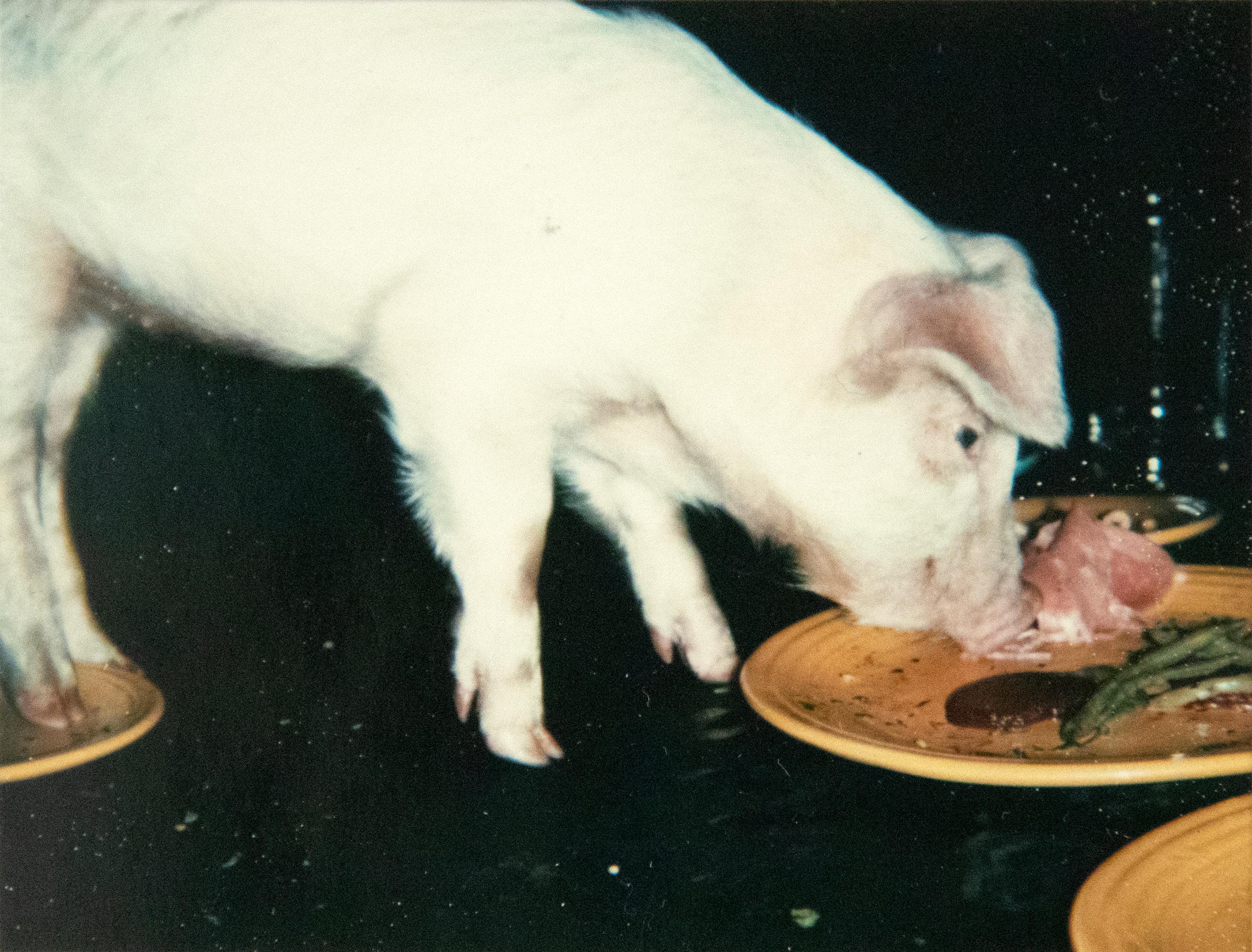 Fiesta Pigs - Coqs - Photograph de Andy Warhol