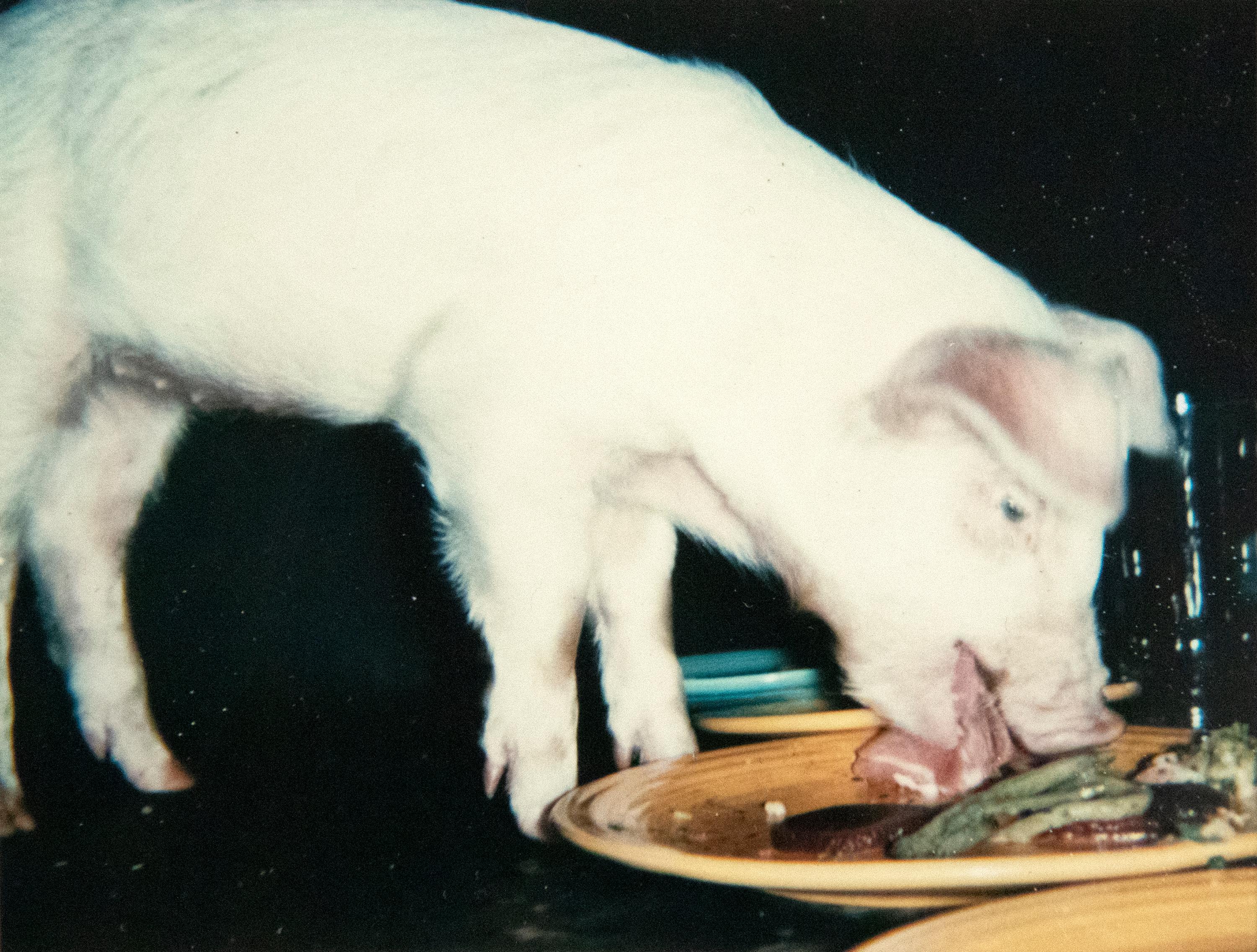 Fiesta Pigs - Coqs - Pop Art Photograph par Andy Warhol