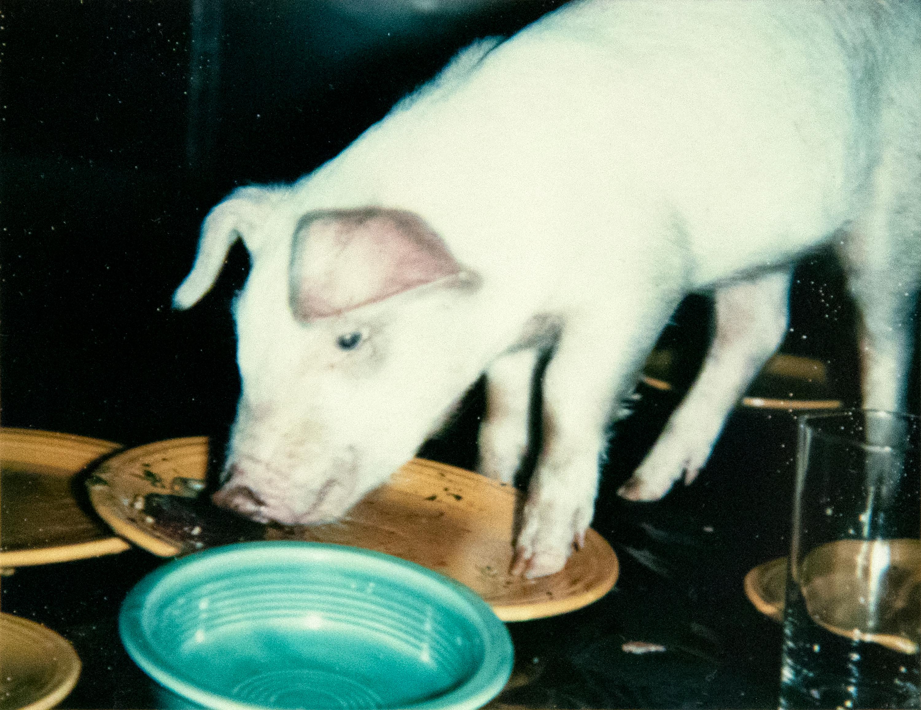 Fiesta Pigs - Coqs - Noir Color Photograph par Andy Warhol