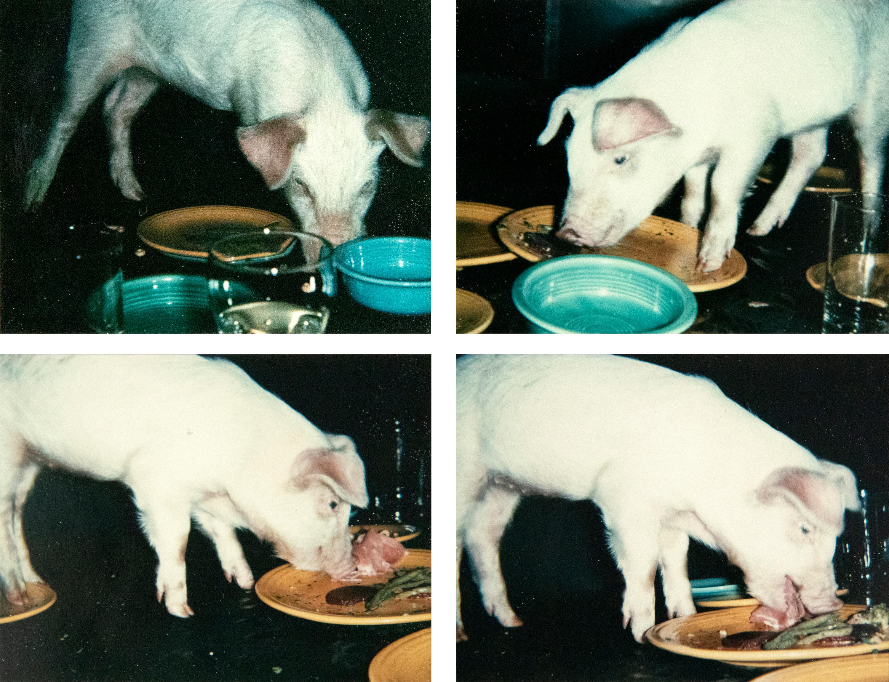 Color Photograph Andy Warhol - Fiesta Pigs - Coqs