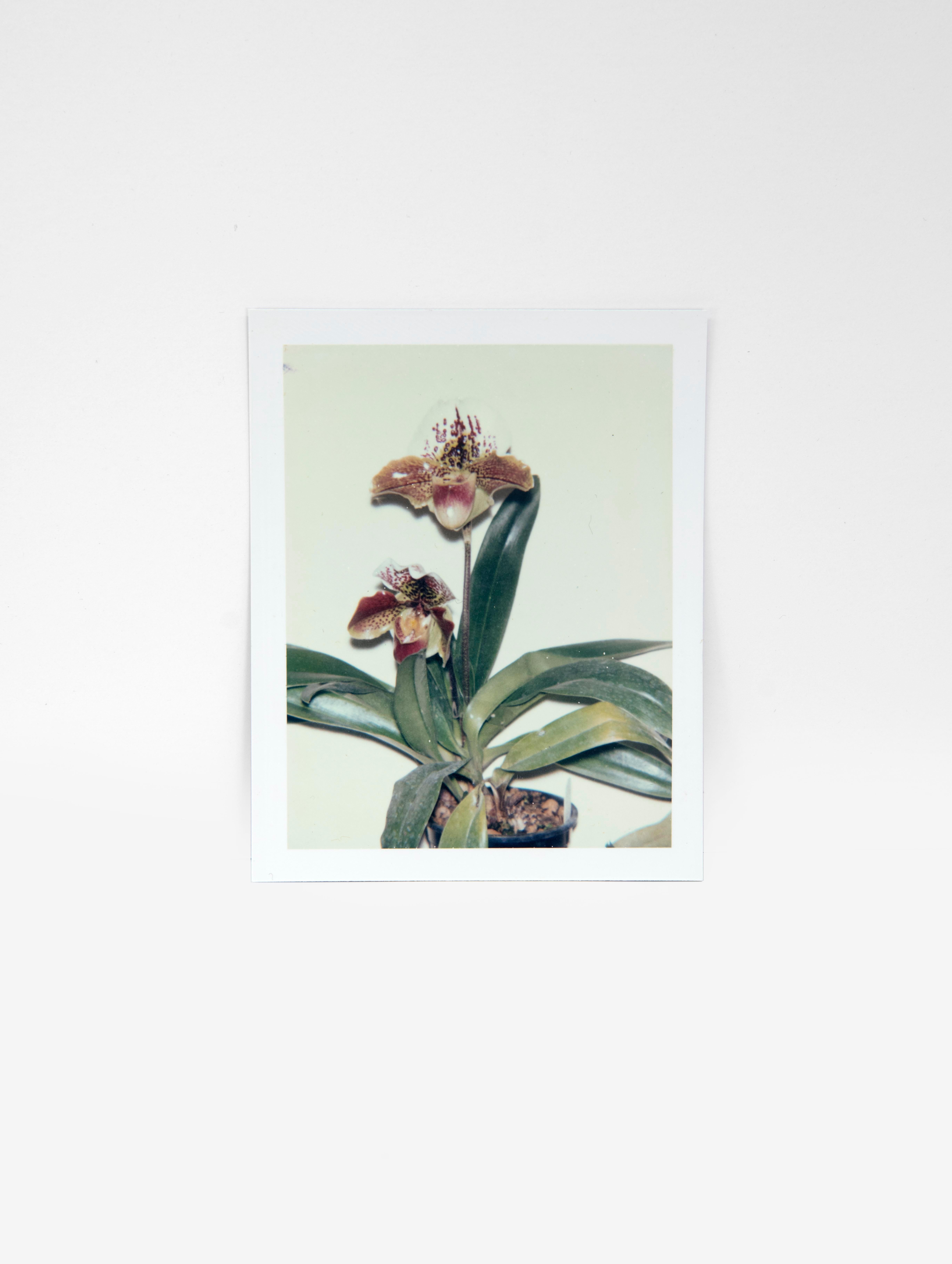 Andy Warhol Color Photograph – Blumenblumen
