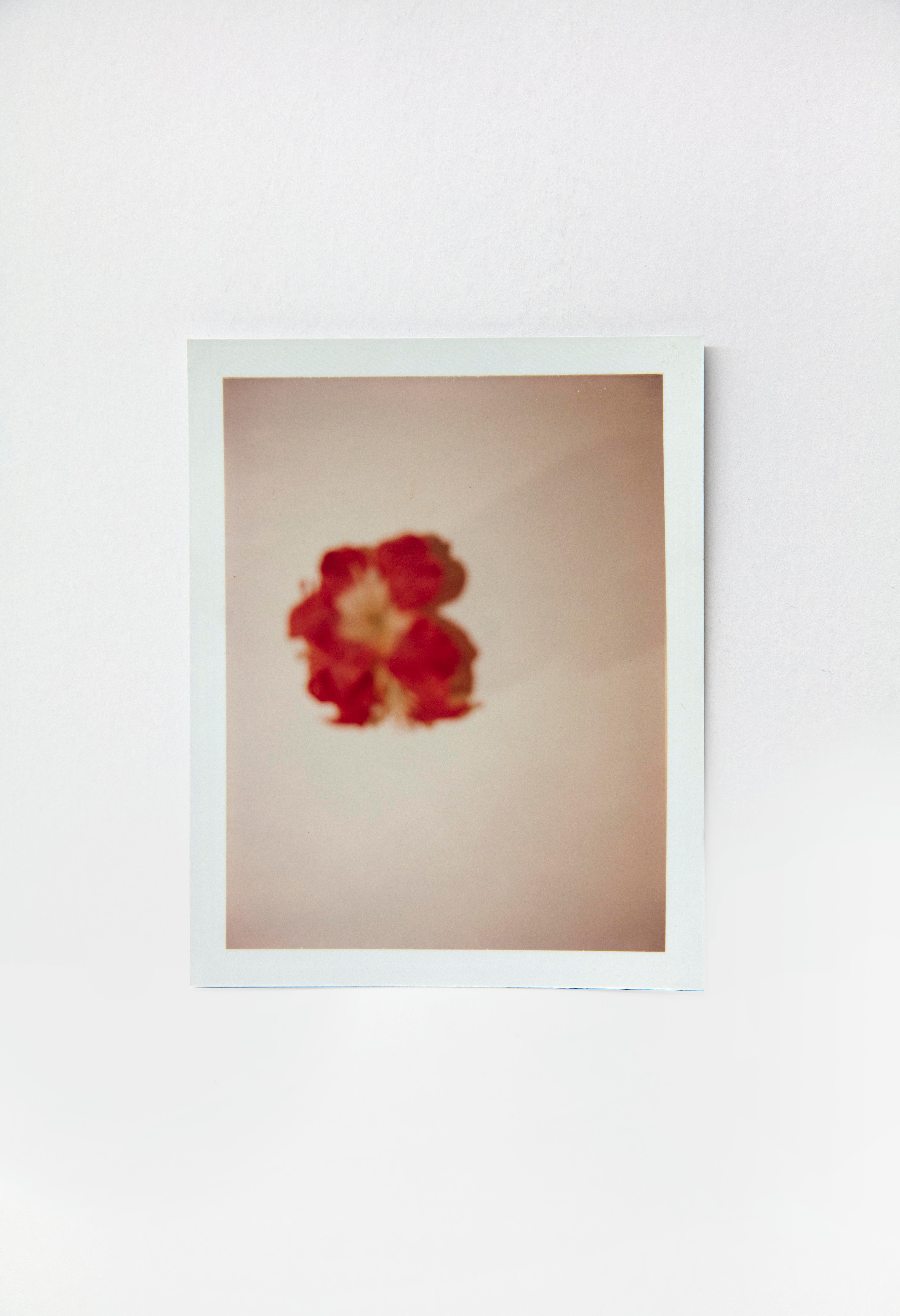 Andy Warhol Still-Life Photograph – Blumenblumen