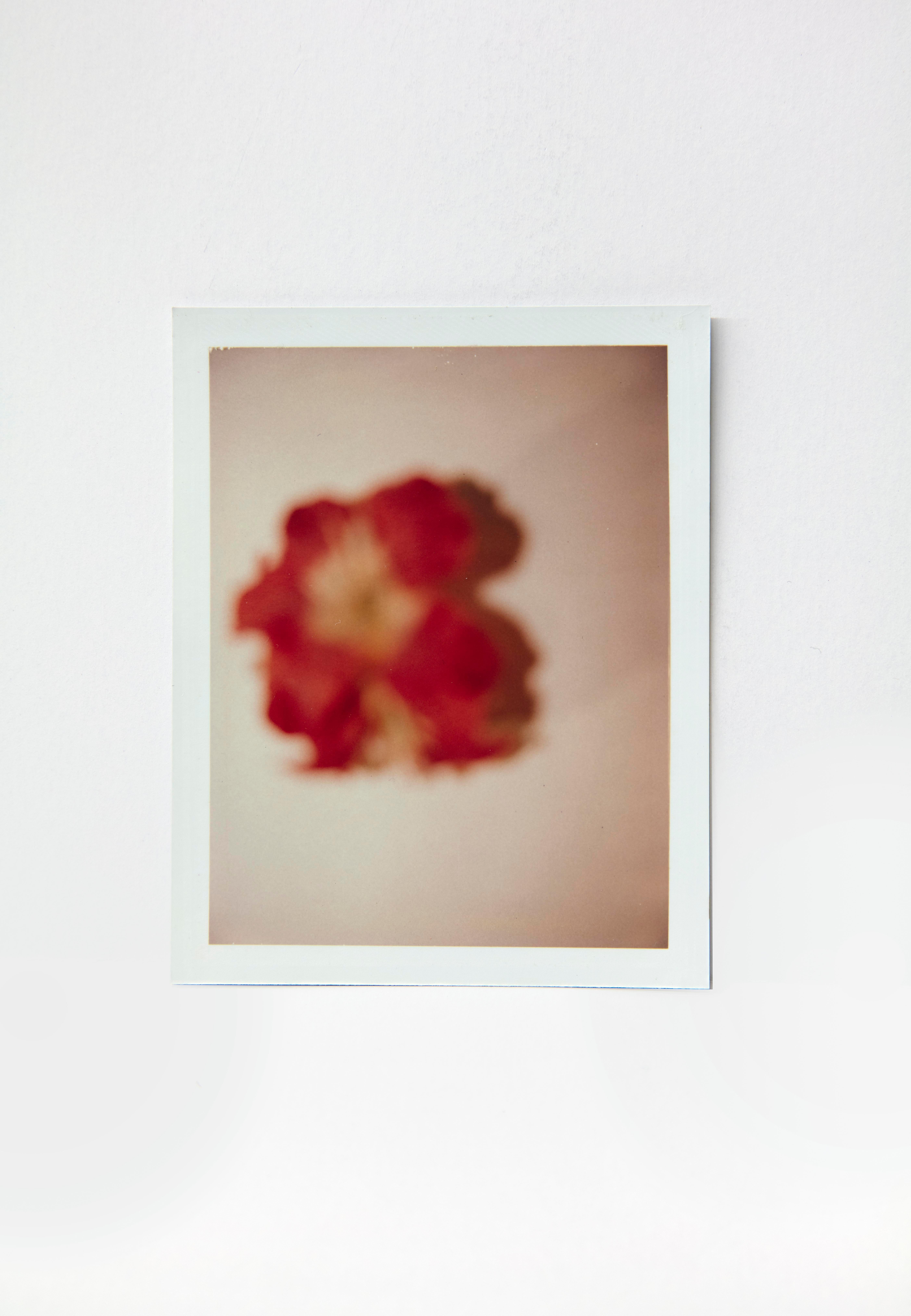 Andy Warhol Still-Life Photograph – Blumenblumen