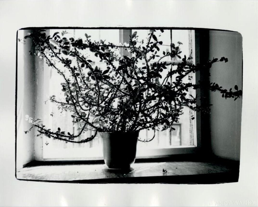 Andy Warhol Black and White Photograph - Flowers