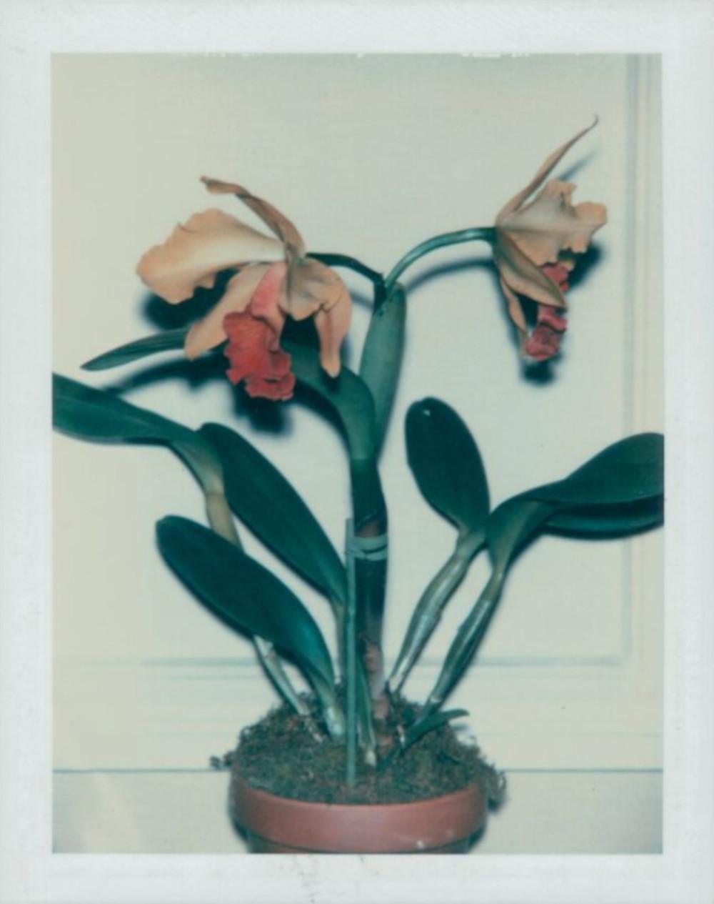 Still-Life Photograph Andy Warhol - Fleurs et fleurs