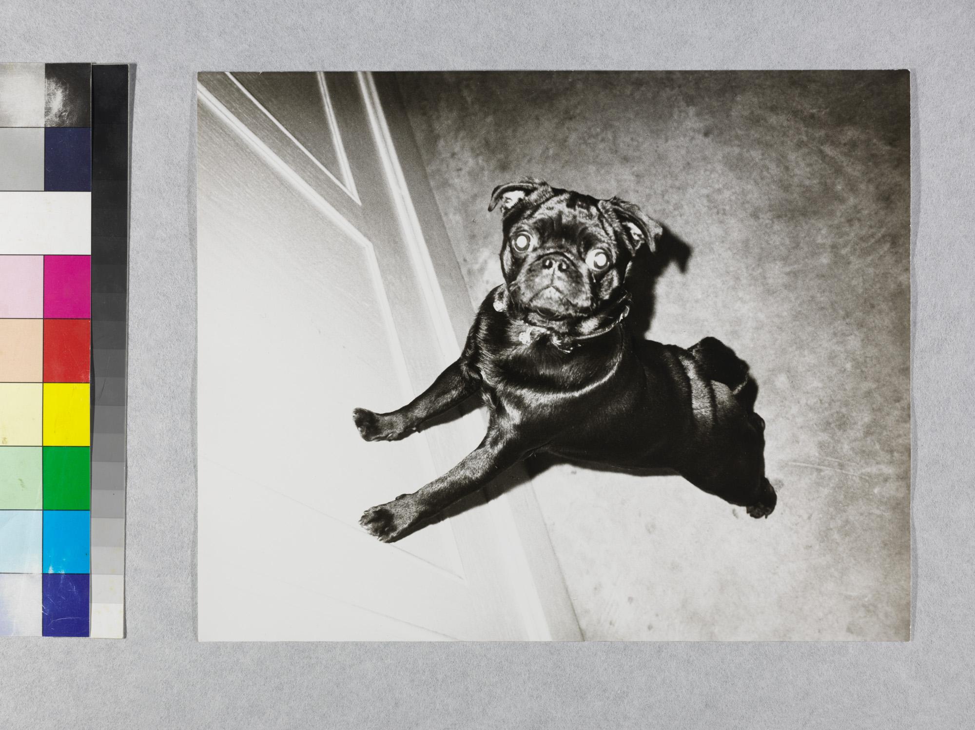 Gelatin silver print of Black Pug Dog by Andy Warhol For Sale 1