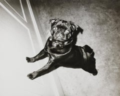 Tirage à la gélatine argentique d'un chien carlin noir par Andy Warhol