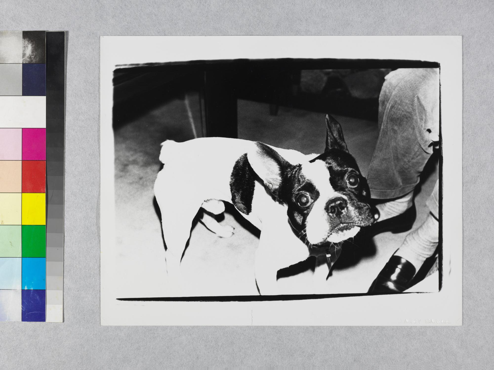 Gelatin silver print of Boston Terrier Dog by Andy Warhol For Sale 2