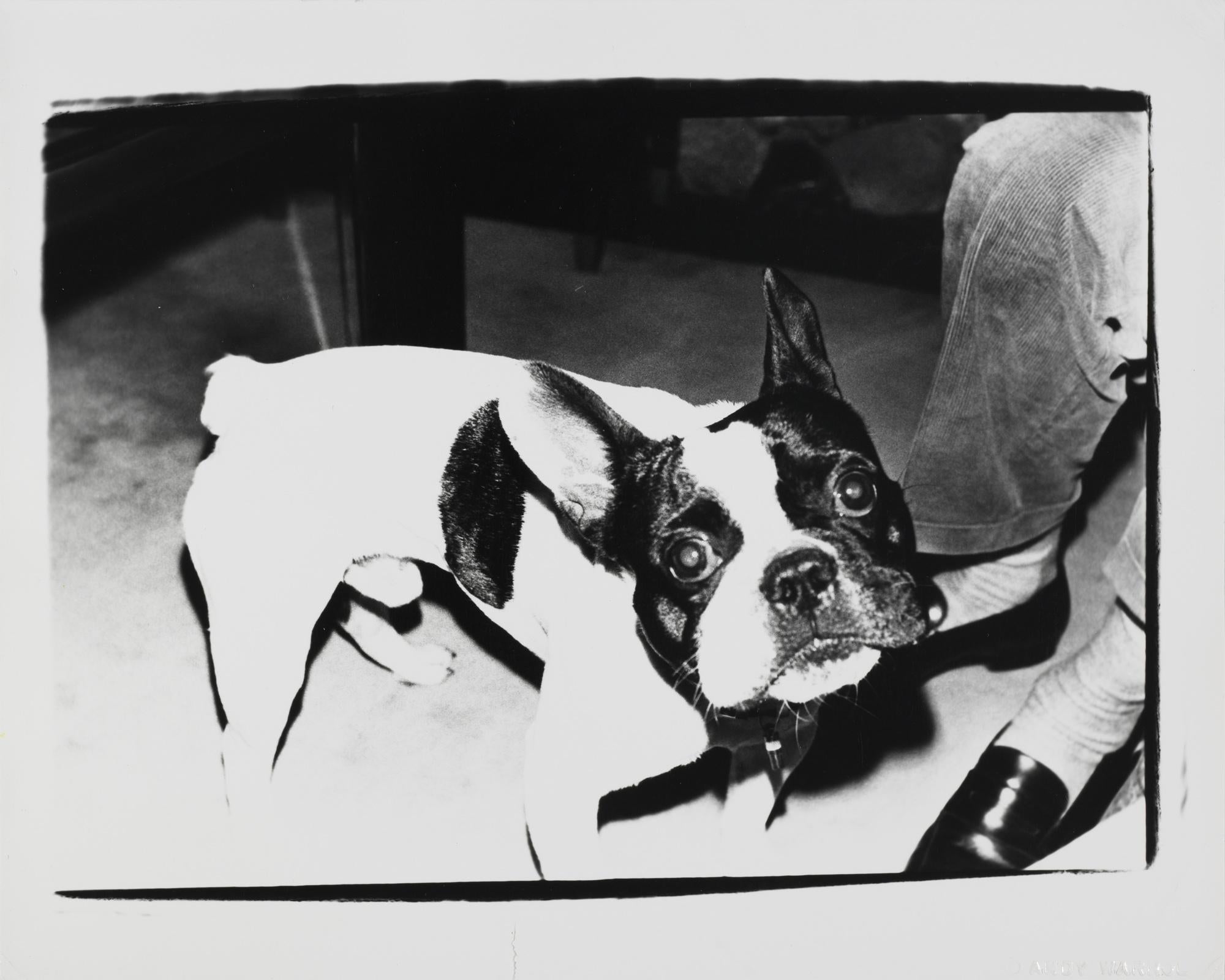Gelatin silver print of Boston Terrier Dog by Andy Warhol