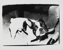 Retro Gelatin silver print of Boston Terrier Dog by Andy Warhol