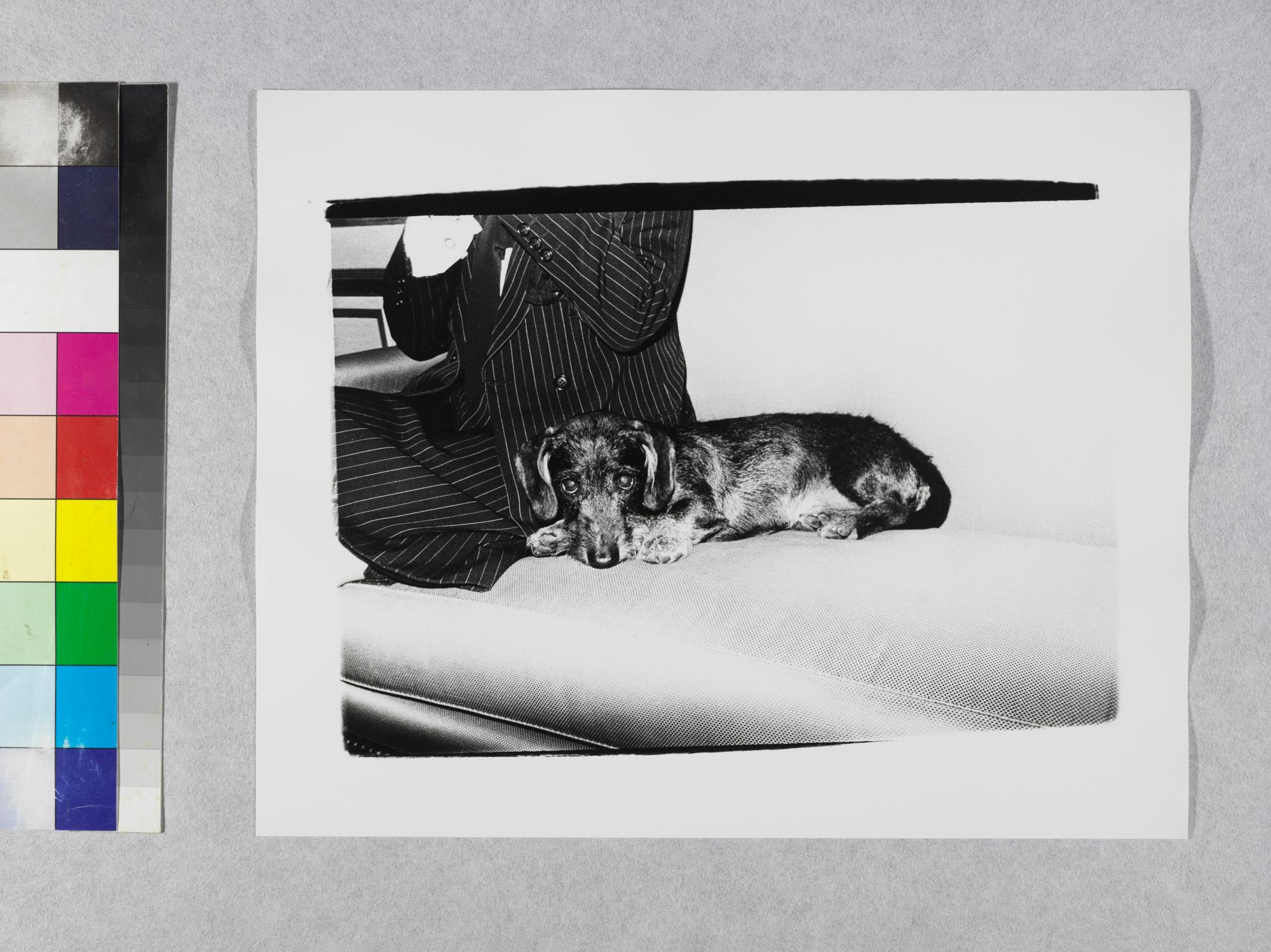 Impression en gélatine argentique du chien Dachshund d'Andy Warhol en vente 2